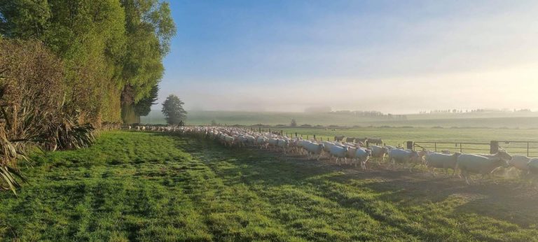 Autmn Morning at Blackdale Stud